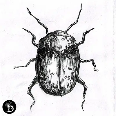 série scarabées premier scarabée création traditionnelle draculyre illustratrice