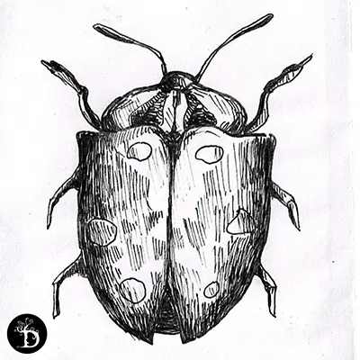 série scarabées deuxième scarabée création traditionnelle draculyre illustratrice